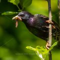 Star (Sturnus vulgaris) Männchen