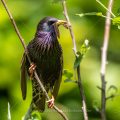 Star (Sturnus vulgaris) Männchen