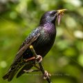 Star (Sturnus vulgaris) Männchen