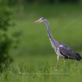 Graureiher (Ardea cinerea)