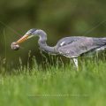 Graureiher (Ardea cinerea) mit gefangener Maus
