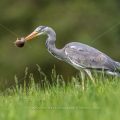 Graureiher (Ardea cinerea) mit gefangener Maus