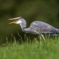 Graureiher (Ardea cinerea) mit gefangener Maus