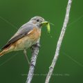 Gartenrotschwanz (Phoenicurus phoenicurus) Weibchen