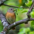 Gartenrotschwanz (Phoenicurus phoenicurus) Weibchen