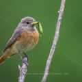 Gartenrotschwanz (Phoenicurus phoenicurus) Weibchen