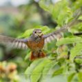 Gartenrotschwanz (Phoenicurus phoenicurus) Weibchen