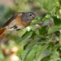 Gartenrotschwanz (Phoenicurus phoenicurus) Weibchen