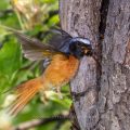 Gartenrotschwanz (Phoenicurus phoenicurus) Männchen
