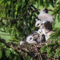 Mäusebussard (Buteo buteo), Jungvögel im Nest