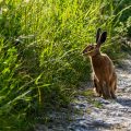 Feldhase (Lepus europaeus)