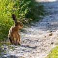 Feldhase (Lepus europaeus)