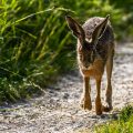 Feldhase (Lepus europaeus)