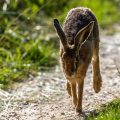 Feldhase (Lepus europaeus)