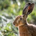 Feldhase (Lepus europaeus)