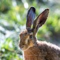 Feldhase (Lepus europaeus)