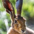 Feldhase (Lepus europaeus)