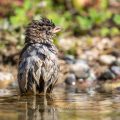 Haussperling (Passer domesticus) Weibchen beim Baden