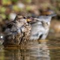 Haussperling (Passer domesticus) Weibchen beim Baden