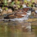 Haussperling (Passer domesticus) Männchen