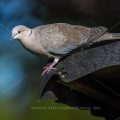Türkentaube (Streptopelia decaocto)