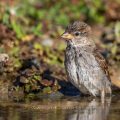 Haussperling (Passer domesticus) Weibchen beim Baden