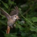 Gartenrotschwanz (Phoenicurus phoenicurus) Weibchen