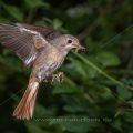Gartenrotschwanz (Phoenicurus phoenicurus) Weibchen