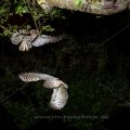 Steinkauz (Athene noctua) beim An-/Abflug. Doppelbelichtung durch Langzeitbelichtung mit 8 Sekunden. Lichtschranke löst dabei nur den Blitz aus