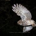 Steinkauz (Athene noctua) beim Abflug