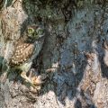 Steinkauz (Athene noctua) Jungvogel
