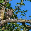 Steinkauz (Athene noctua)