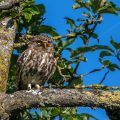 Steinkauz (Athene noctua)