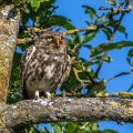 Steinkauz (Athene noctua)