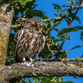 Steinkauz (Athene noctua)