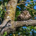 Steinkauz (Athene noctua)