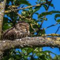 Steinkauz (Athene noctua)