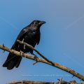 Rabenkrähe (Corvus corone)