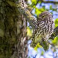 Steinkauz (Athene noctua)