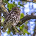 Steinkauz (Athene noctua)