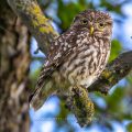 Steinkauz (Athene noctua)