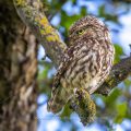 Steinkauz (Athene noctua)