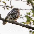 Steinkauz (Athene noctua)