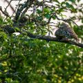 Steinkäuze (Athene noctua)