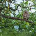 Steinkauz (Athene noctua)