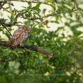 Steinkauz (Athene noctua)