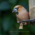 Kernbeißer (Coccothraustes coccothraustes)