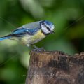 Blaumeise (Cyanistes caeruleus)