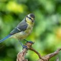 Blaumeise (Cyanistes caeruleus) Jungvogel