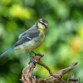 Blaumeise (Cyanistes caeruleus) Jungvogel